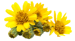 Arnica Montana Extract